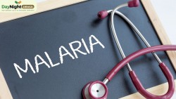 What is the Best Treatment and Prevention for Malaria?